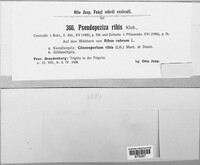 Pseudopeziza ribis image